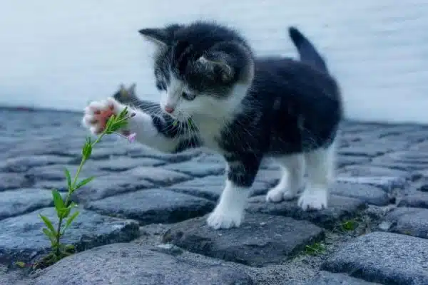 Découvrez les races de chats les plus appréciées et leurs spécificités