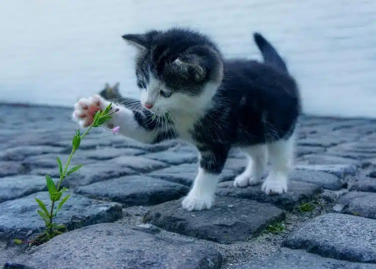 Découvrez les races de chats les plus appréciées et leurs spécificités