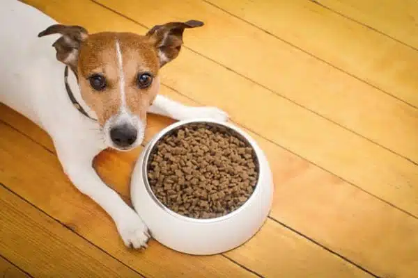 Quelle est la meilleure croquette pour chien ?