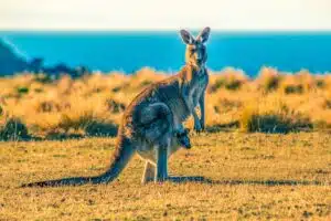 Le Kangourou en Australie : Aperçu de l’espèce et son habitat