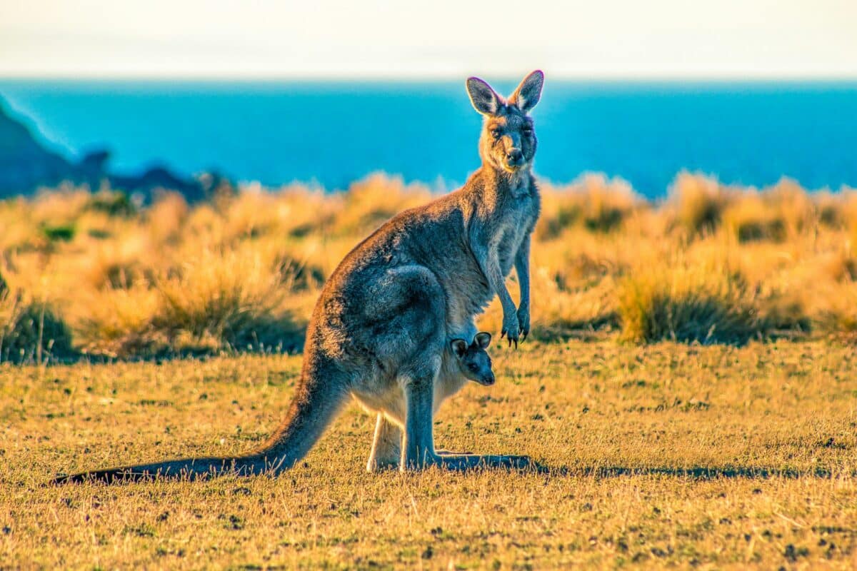 Le Kangourou en Australie : Aperçu de l’espèce et son habitat