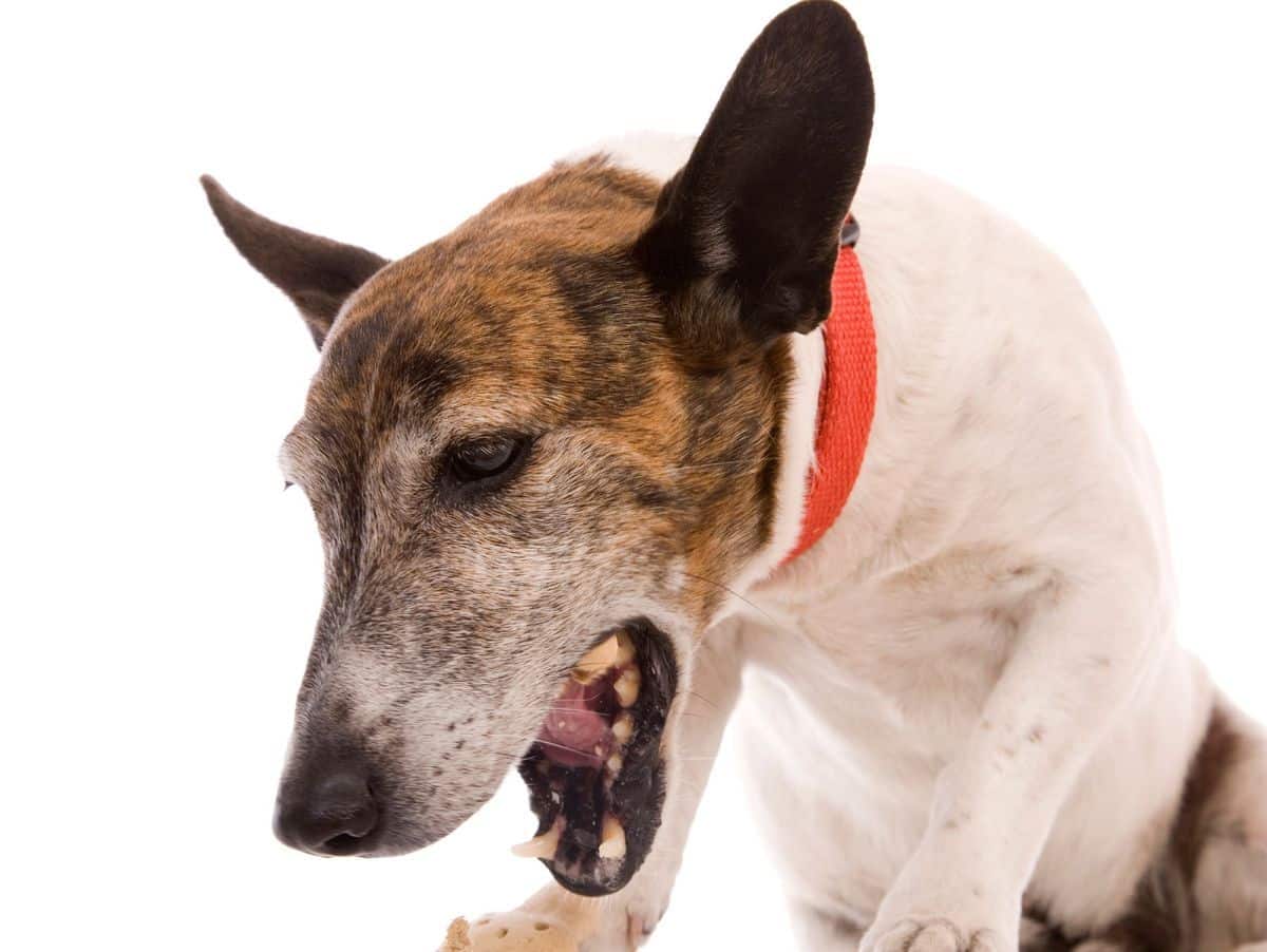 Induire le vomissement chez le chien : quand et comment ?