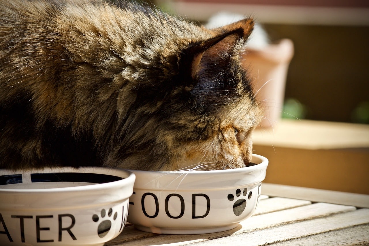 Croquettes pour chat, pâtées, aliments vétérinaires
