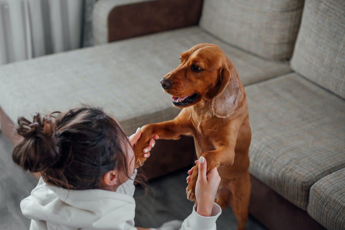 Comprendre le comportement canin et le stress