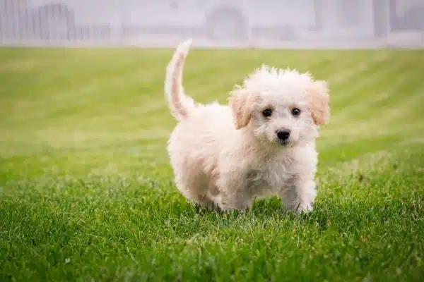 Conseils pratiques pour garder le pelage de votre chien en bonne santé