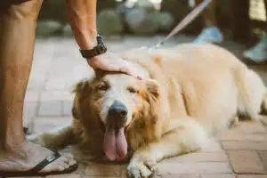 Les bienfaits thérapeutiques de la présence des animaux dans les maisons de retraite et les hôpitaux