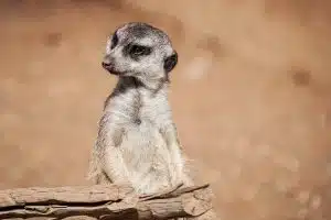 Les créatures insolites qui émerveillent les amoureux de la nature