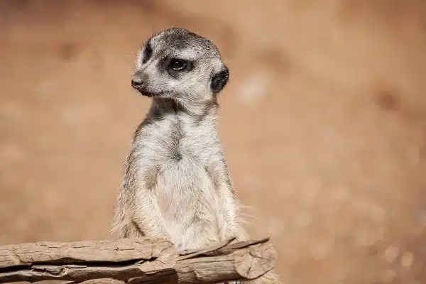 Les créatures insolites qui émerveillent les amoureux de la nature