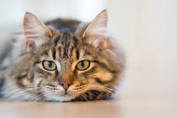 Protéger son domicile des chats : astuces incontournables pour un appartement ou une maison sécurisée