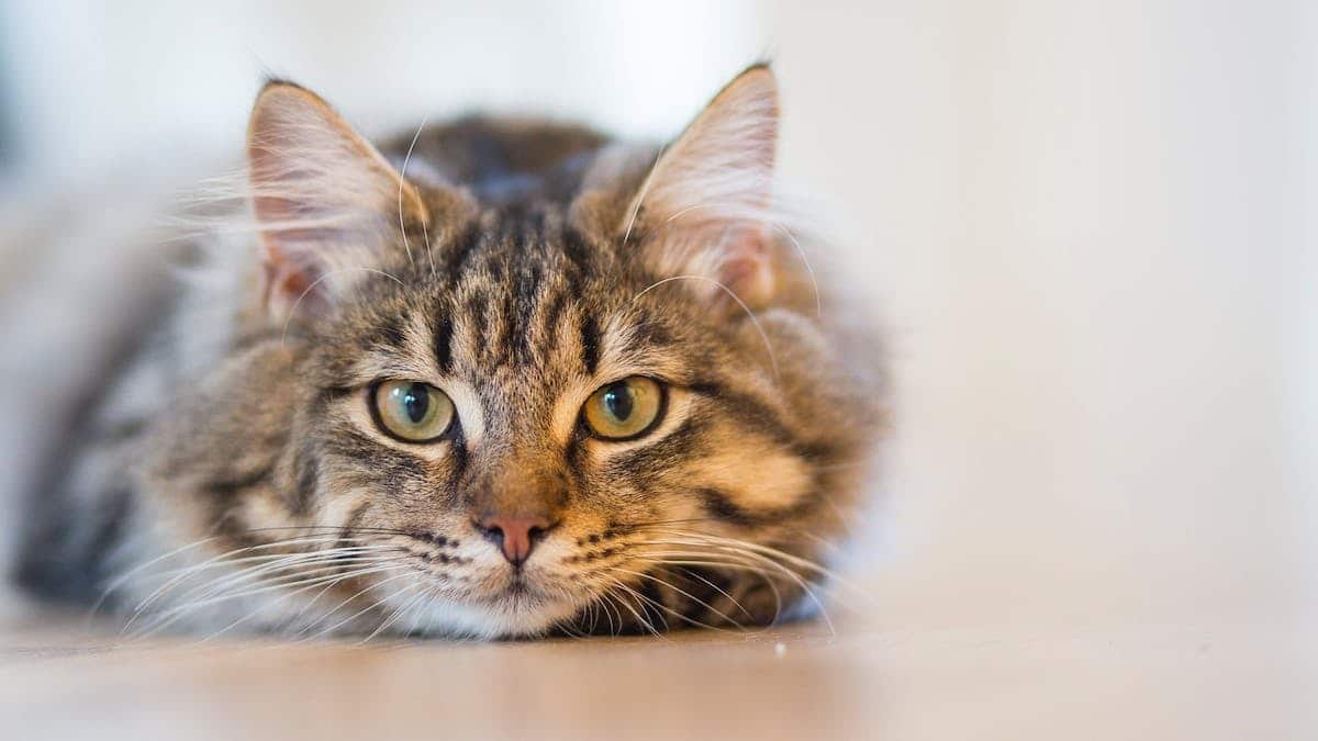 Protéger son domicile des chats : astuces incontournables pour un appartement ou une maison sécurisée