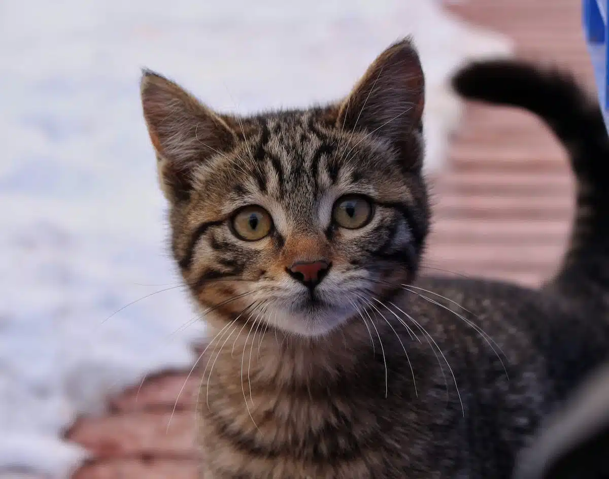 chat  protection