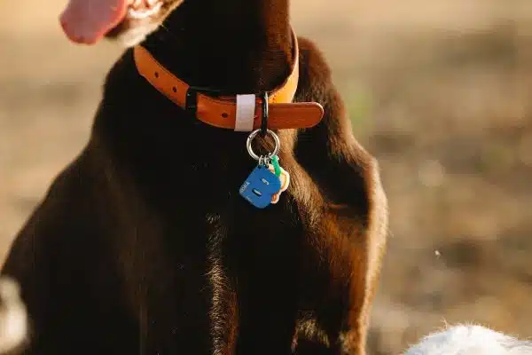 Les accessoires indispensables pour la santé et le bien-être de votre chien