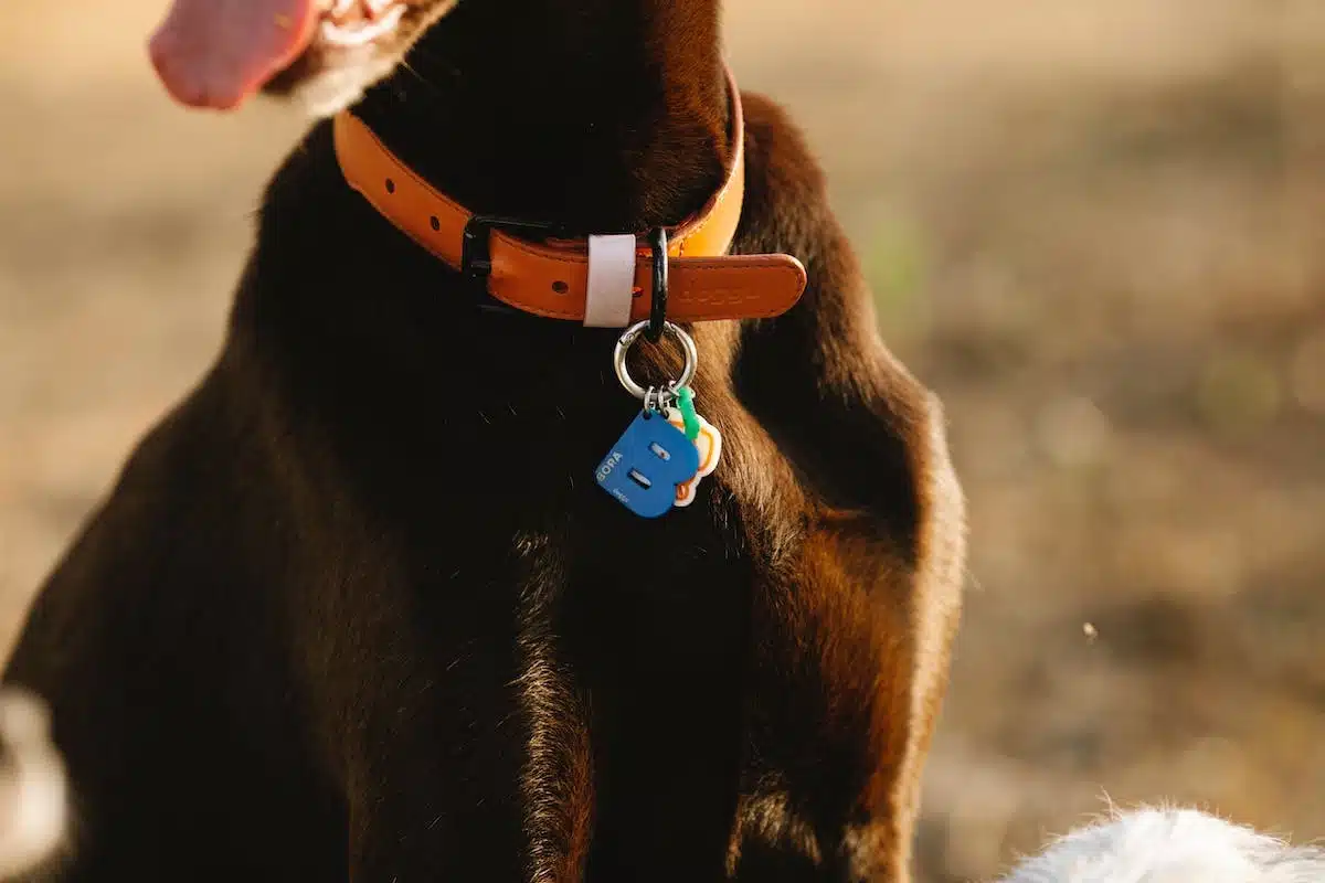 Les accessoires indispensables pour la santé et le bien-être de votre chien