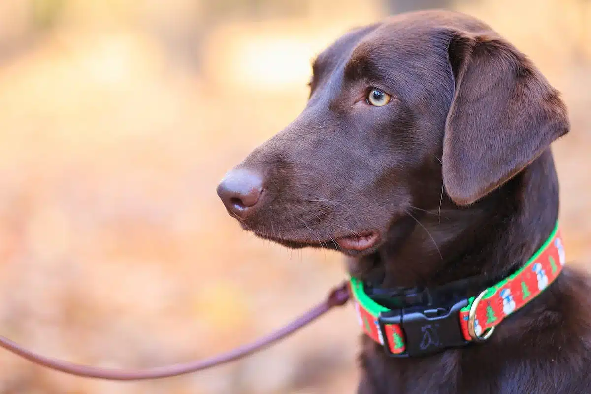 chien accessoires