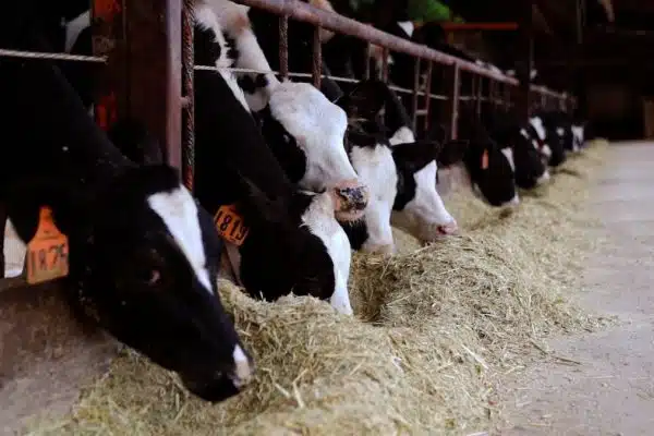 Les meilleures alternatives aux croquettes industrielles pour un animal de compagnie en pleine santé