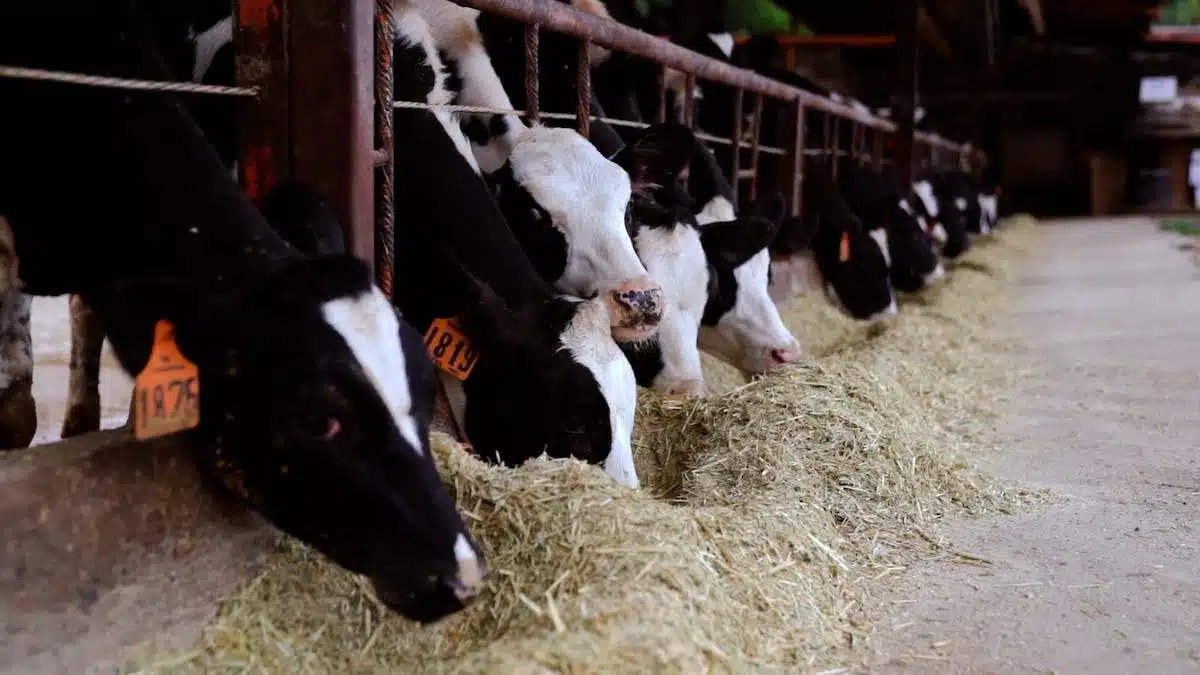 Les meilleures alternatives aux croquettes industrielles pour un animal de compagnie en pleine santé