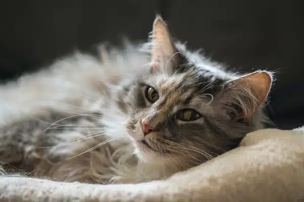 Découvrez les portraits des chats les plus célèbres sur les réseaux sociaux et dans les médias