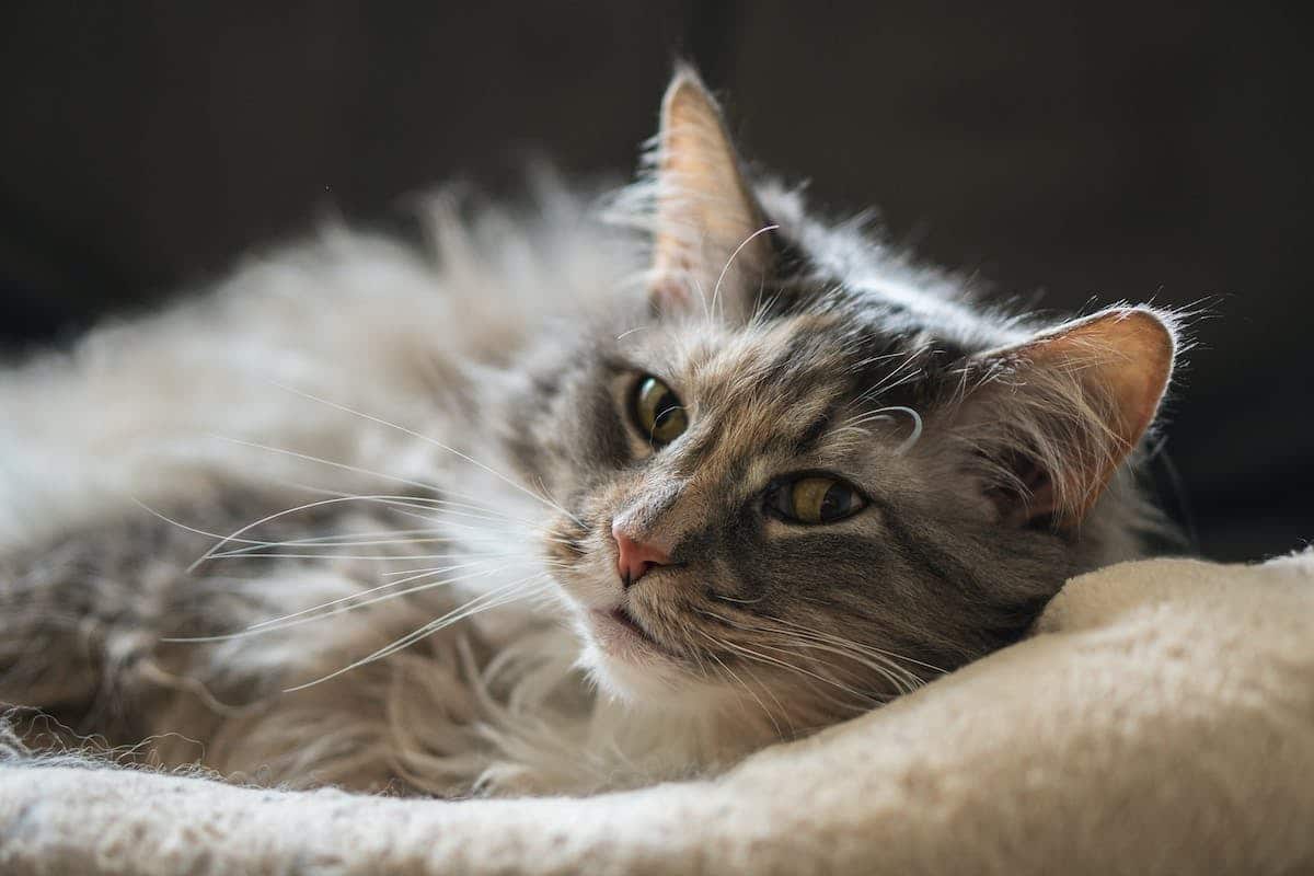Découvrez les portraits des chats les plus célèbres sur les réseaux sociaux et dans les médias