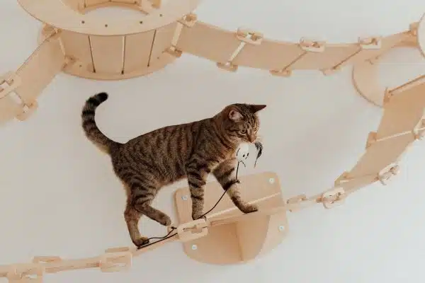 Jouets pour chats : stimuler l’activité physique de son félin tout en le faisant plaisir