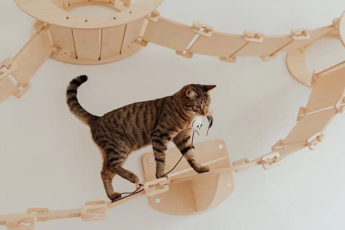Jouets pour chats : stimuler l’activité physique de son félin tout en le faisant plaisir