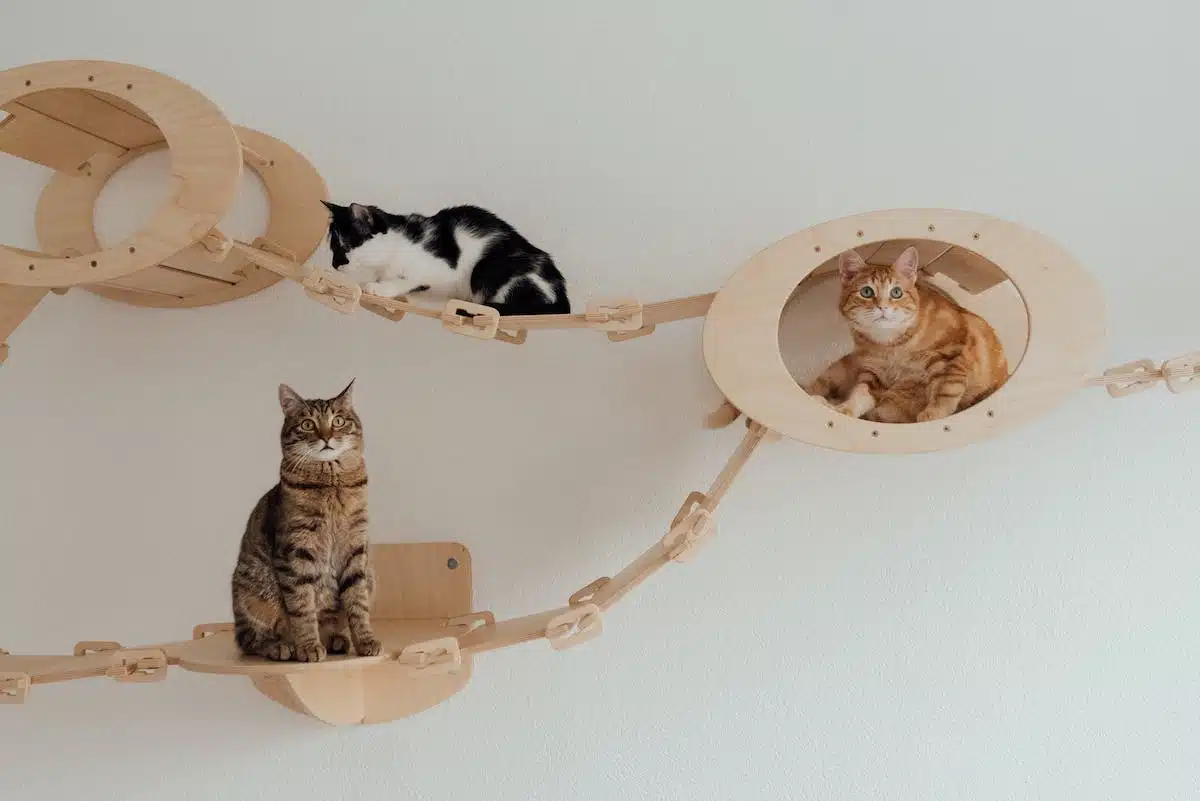 chat jouet