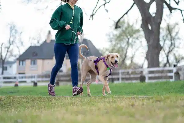 Choisir la race de chien qui correspond à votre mode de vie : nos conseils