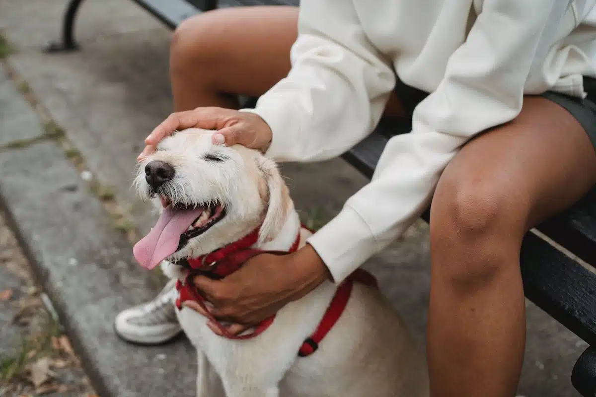chien  lifestyle