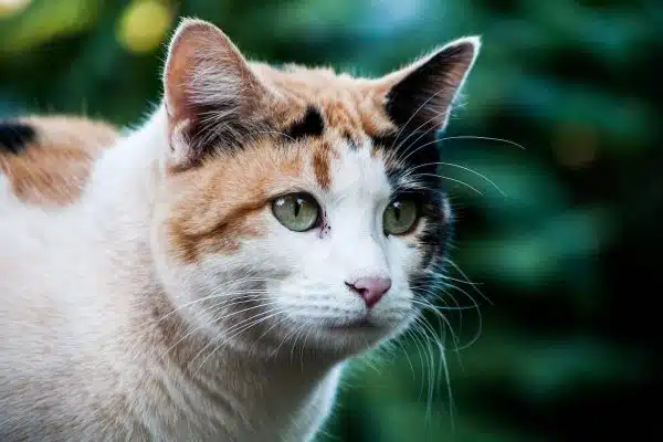 Découvrez les caractéristiques distinctives des races de chats