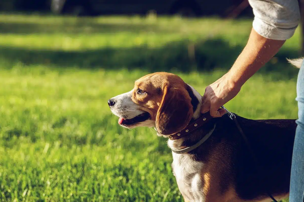 Prévention et traitement des allergies chez les chiens : tout ce que vous devez savoir