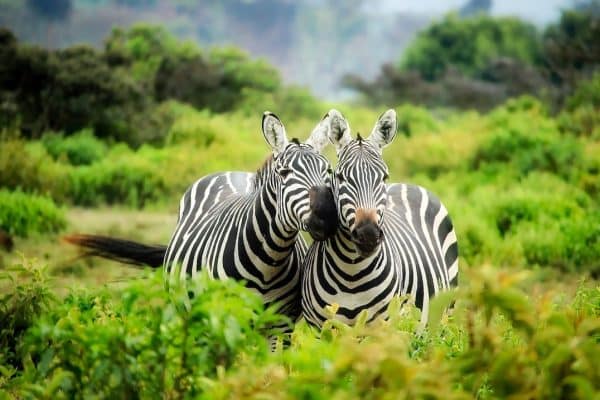 Animaux en danger d’extinction : découverte des mesures de conservation essentielles