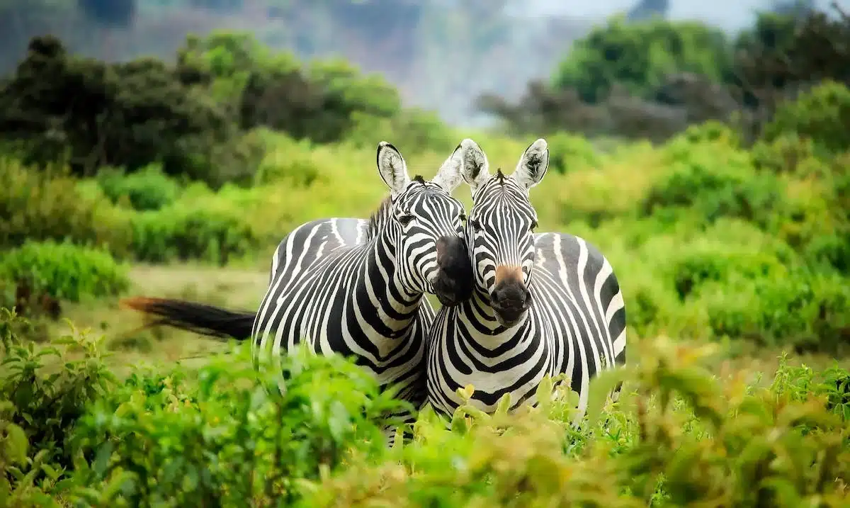 Animaux en danger d’extinction : découverte des mesures de conservation essentielles