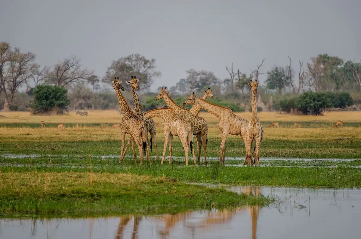 animaux conservation