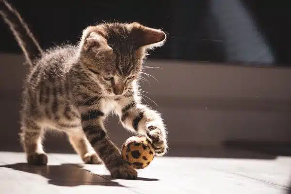 Les jeux et jouets recommandés pour stimuler l’intelligence et l’activité physique de votre chat