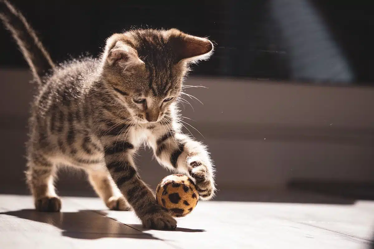 Les jeux et jouets recommandés pour stimuler l’intelligence et l’activité physique de votre chat