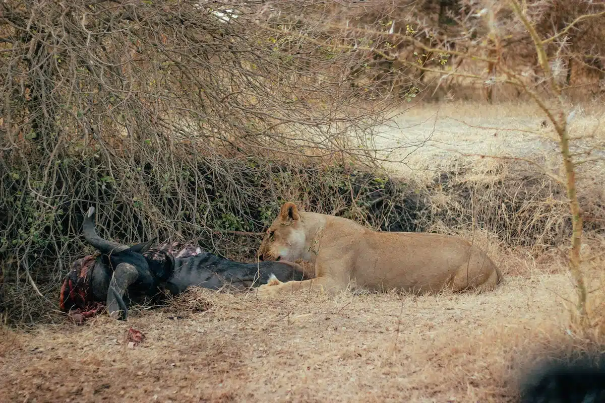 Comportement à adopter face à un animal inconnu : Guide et astuces pour une rencontre sécurisée