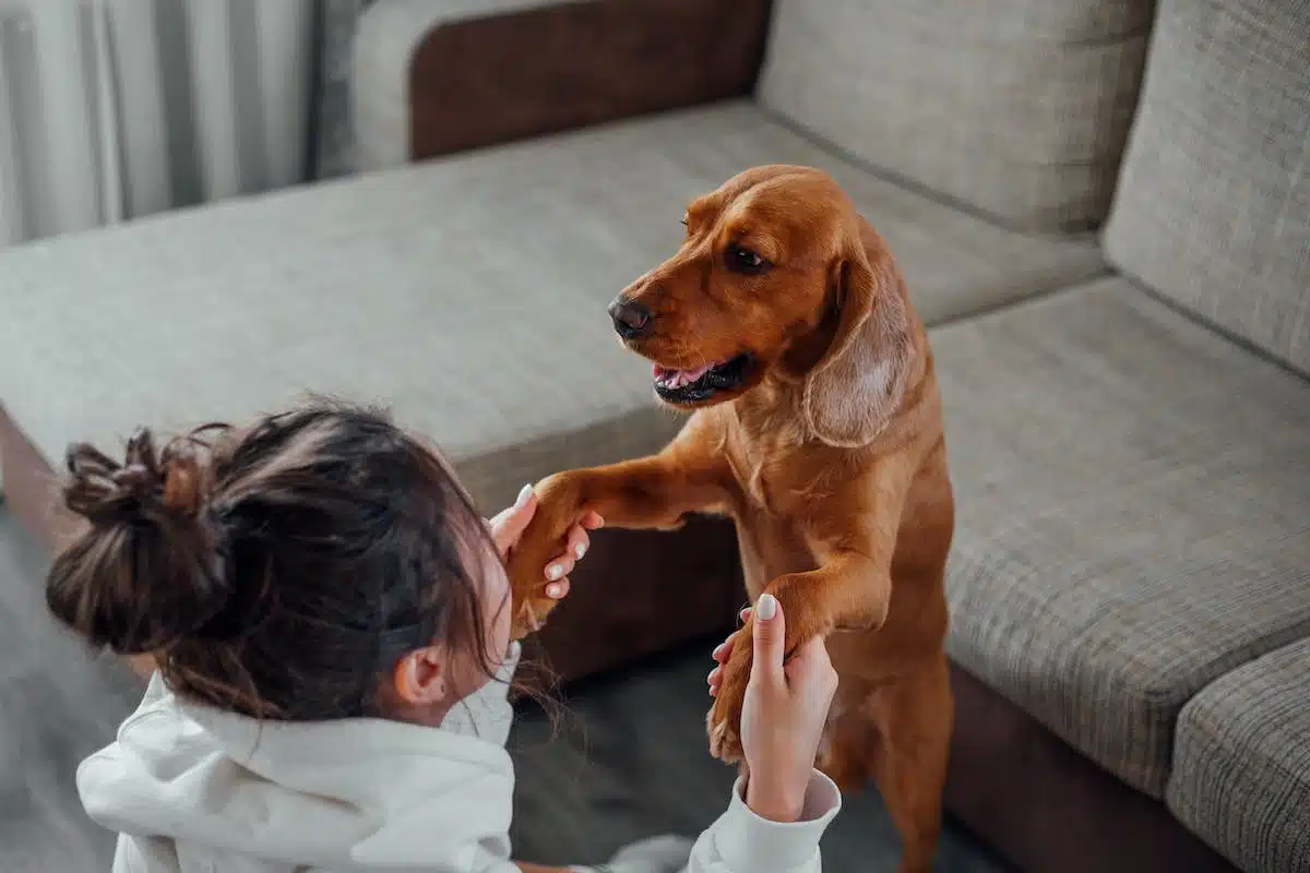animal interaction