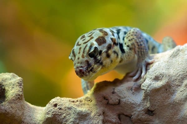 Adopter un animal exotique : avantages et inconvénients à connaître