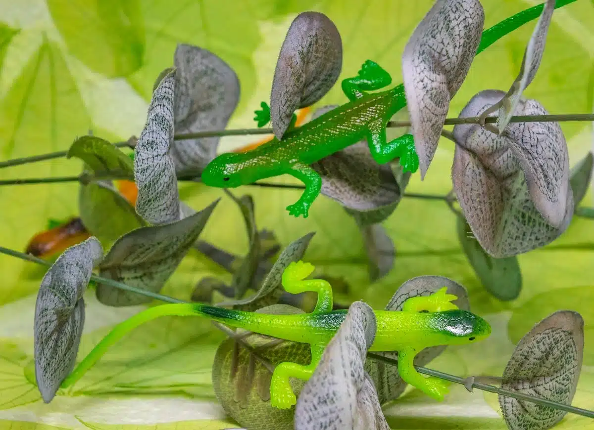 animal exotique