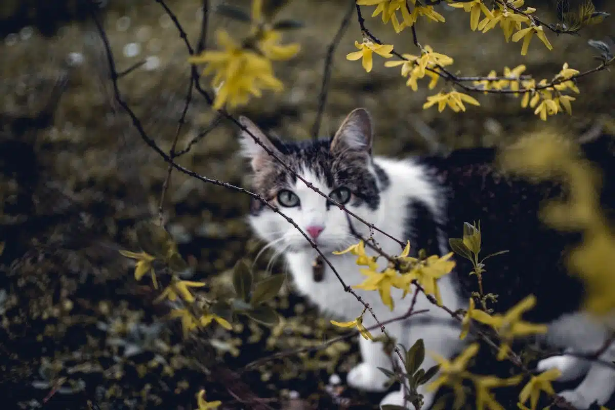 chat perturbateur