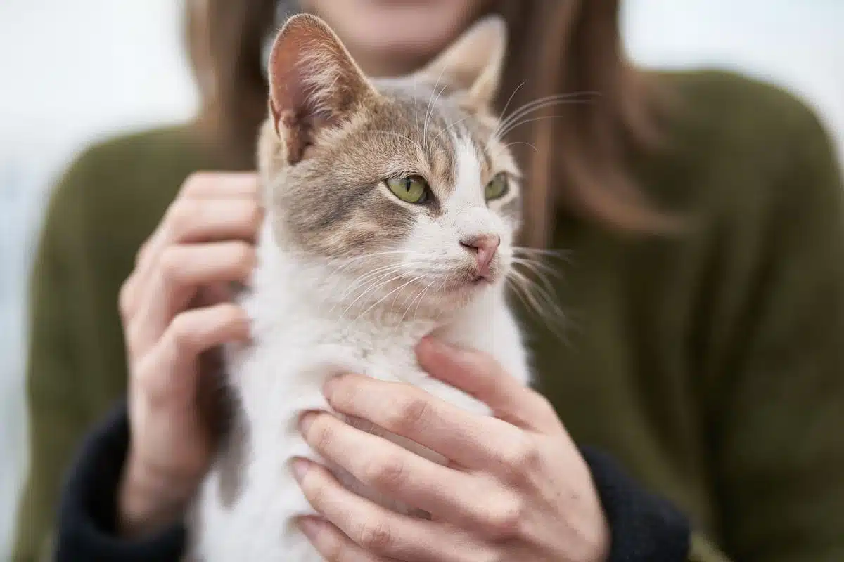animaux humains