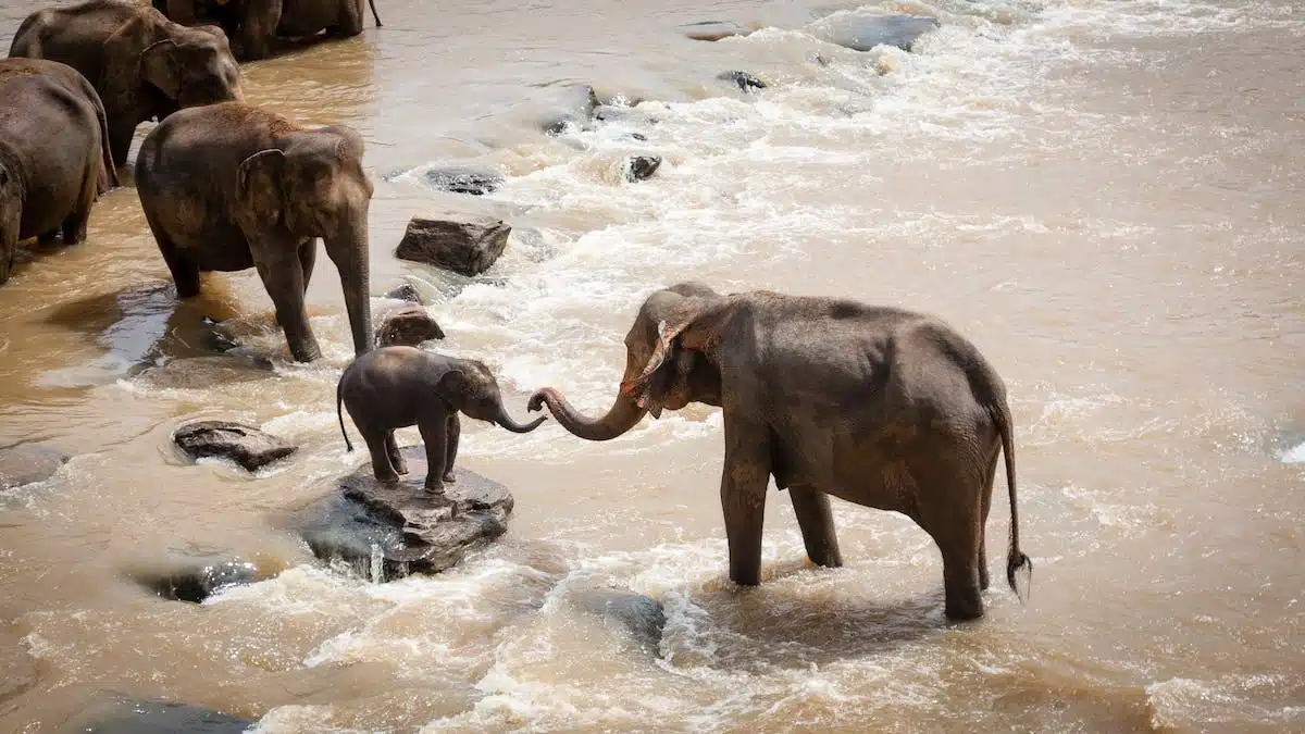 Les surprenantes capacités mentales des animaux les plus intelligents