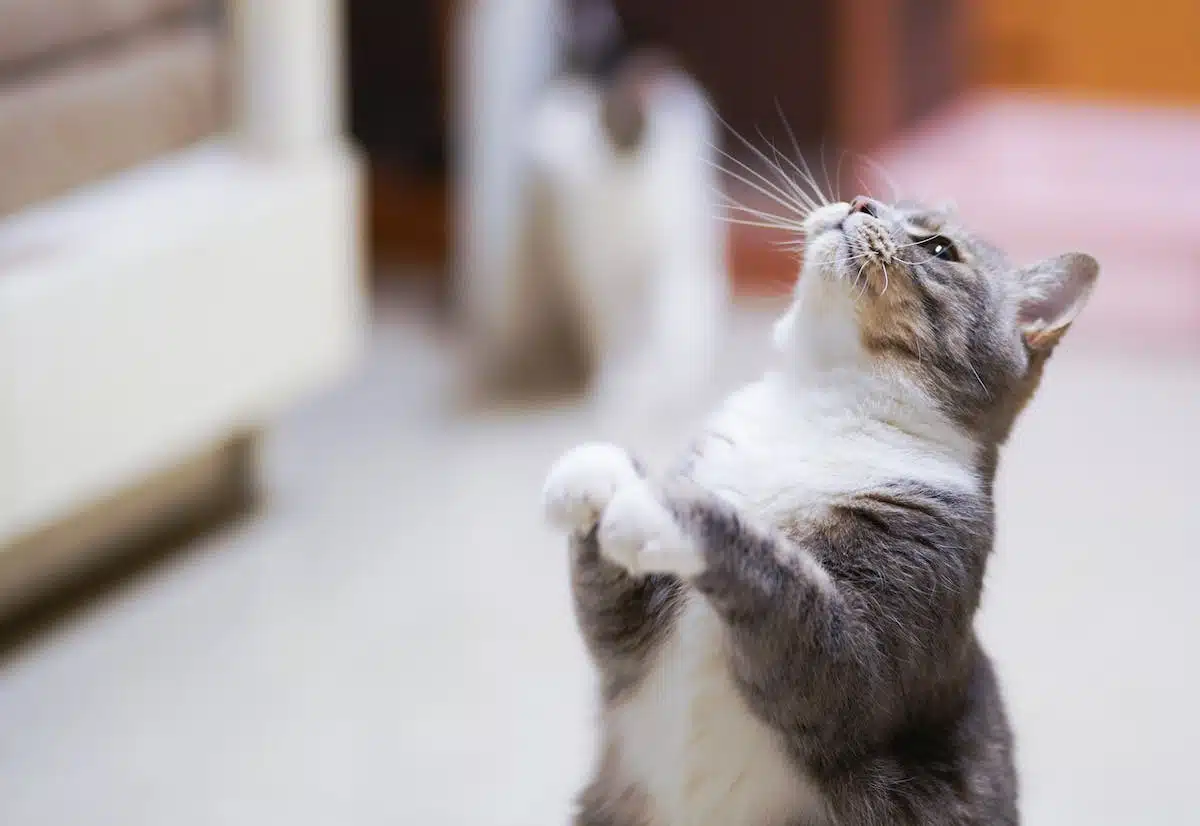 Les meilleurs conseils pour assurer la santé et le bien-être de votre chat au quotidien