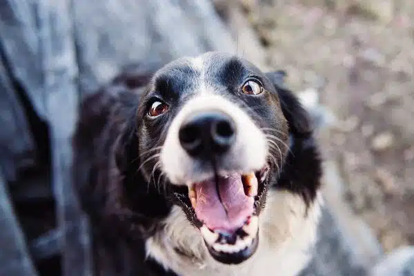 Les signes révélateurs d’un chien épanoui et heureux