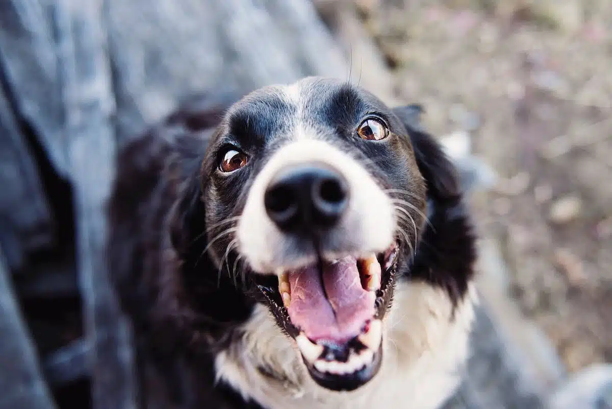 Les signes révélateurs d’un chien épanoui et heureux