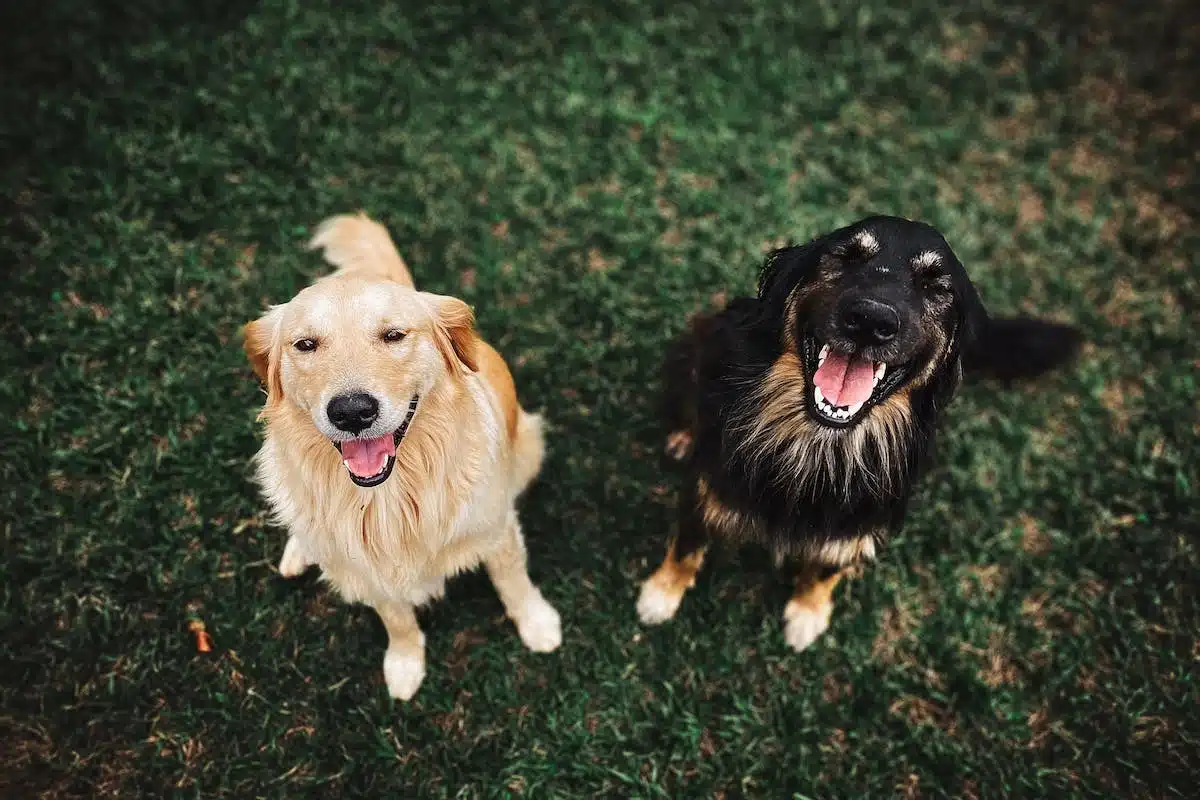 chien heureux