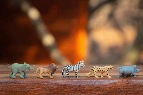 Stimulez l’intelligence de vos animaux de compagnie avec des activités ludiques