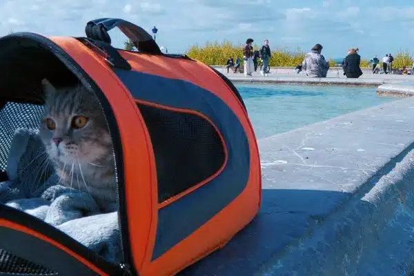 Préparation efficace de votre chat pour l’utilisation du transporteur avant une visite vétérinaire