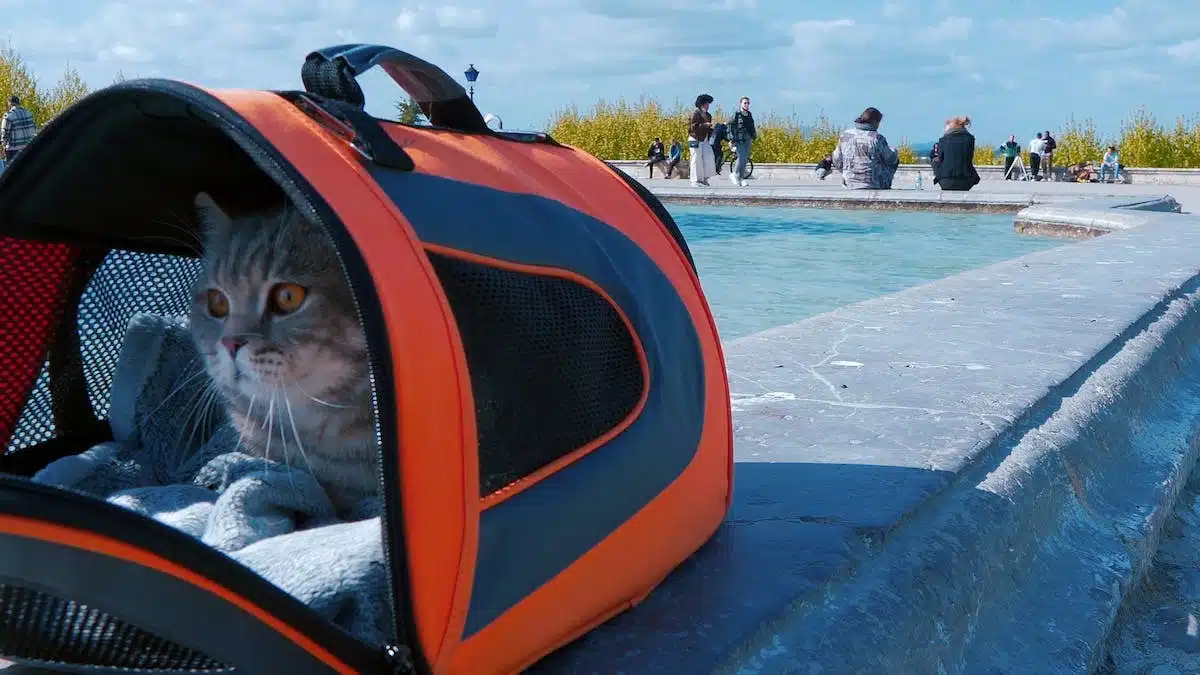 Préparation efficace de votre chat pour l’utilisation du transporteur avant une visite vétérinaire