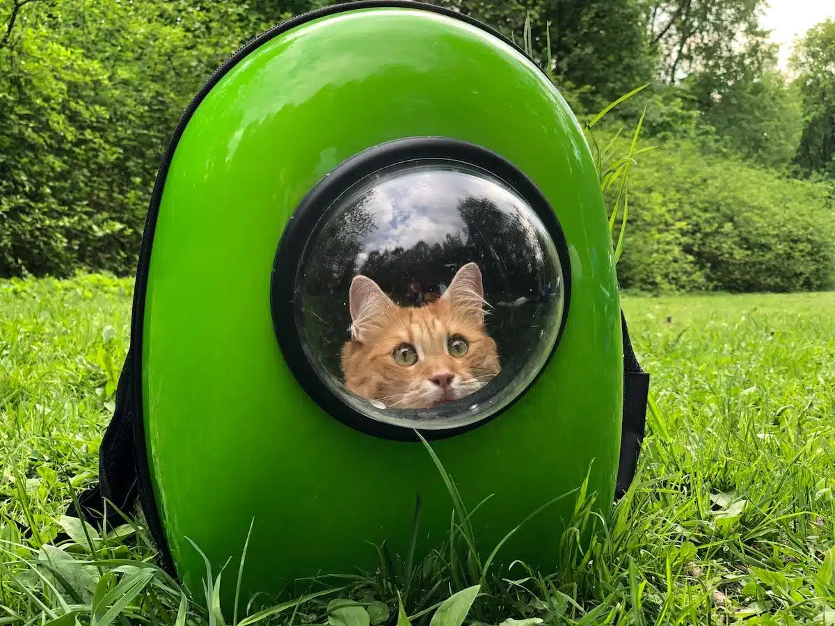 chat transporteur