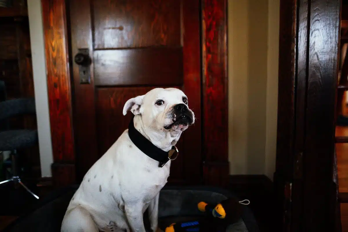 Les soins essentiels pour maintenir la santé de votre chien